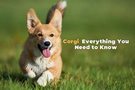 Corgi: History, Characteristics, Temperament & Care Tips