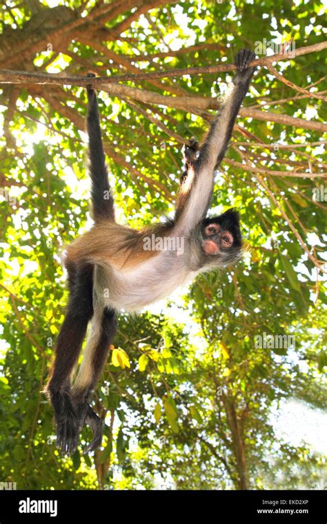 Jumping Spider Monkey Hi Res Stock Photography And Images Alamy