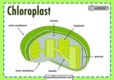 Simple Diagram Of Chloroplast