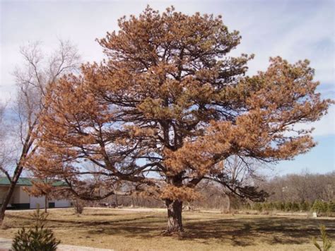 Tree Diseases: Pine Wilt Disease - Iron Tree - Tree Knowledge Base