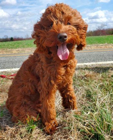 Irish Doodle Size Guide (Mini vs Standard) | PupTraveller