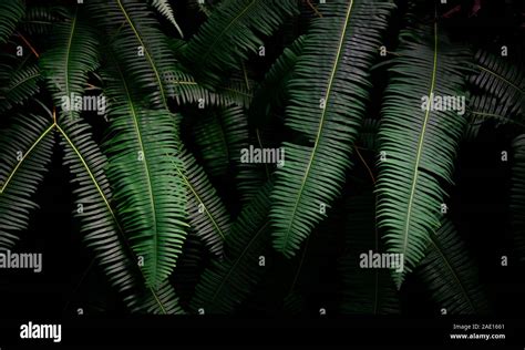 Fern Leaves On Dark Background In Jungle Dense Dark Green Fern Leaves