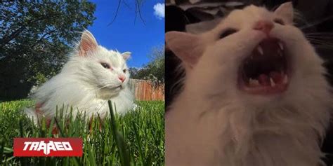 Fallece Thurston Waffles El Gatito Maullador Protagonista Del Famoso Meme