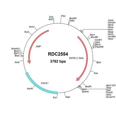 Human Neurotrimin NP 057606 VersaClone CDNA RDC2554 R D Systems