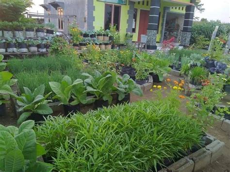 Kreatif Gambar Model Kebun Sayuran Di Pekarangan Rumah Horta Em