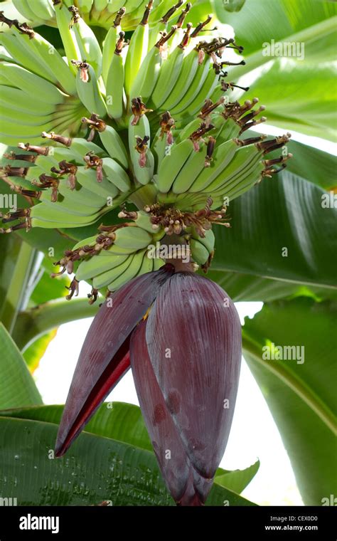 banana tree flowers Stock Photo - Alamy