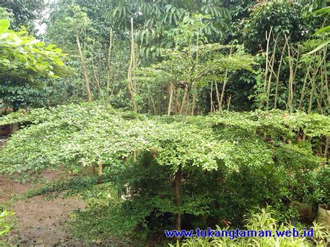 Pohon Ketapang Kencana Tukang Taman