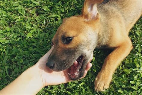 Vira lata caramelo tudo sobre esse famoso cãozinho Petz