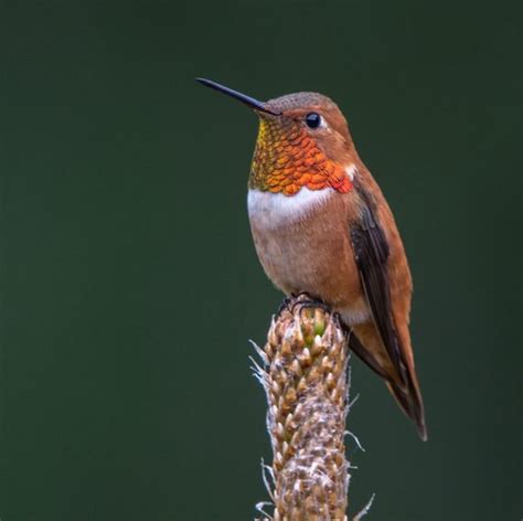 Rufous Hummingbird Male In Northern California The Birders Report