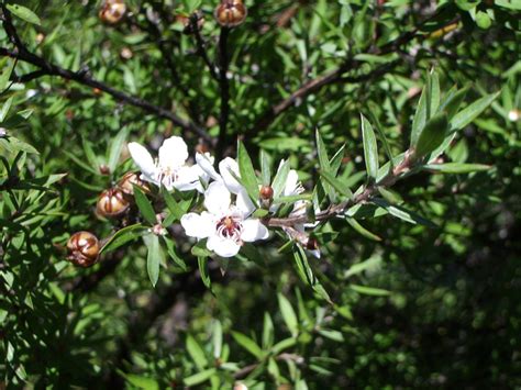 Manuka Honey Beats Antibiotics The Survival Gardener