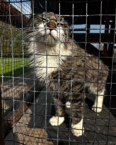 Only Maine Coons Rescue