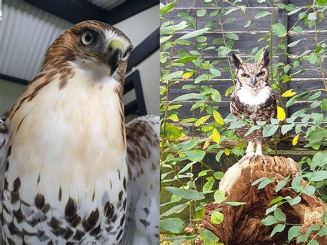yarak yarak birds  prey