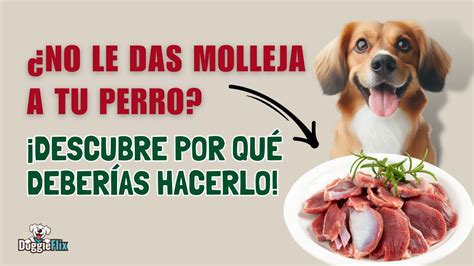 Cómo Preparar Y Ofrecer Las Mollejas De Pollo A Tu Perro De Forma