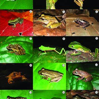 Some Of The Anuran Species We Recorded In Streams And Riparian Zones Of