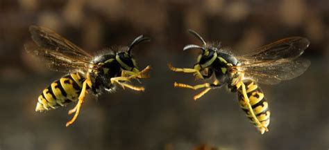 Оса 🔥 описание насекомого, особенности, виды, образ жизни