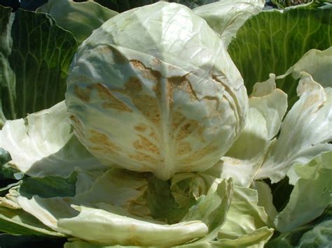 Ответы Mail: Капуста "заболела": что это такое и как с этим бороться ...