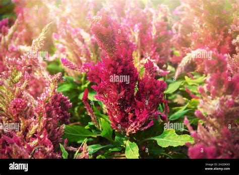 Amaranthus Red Spike Like Inflorescence On Flowerbed Previously
