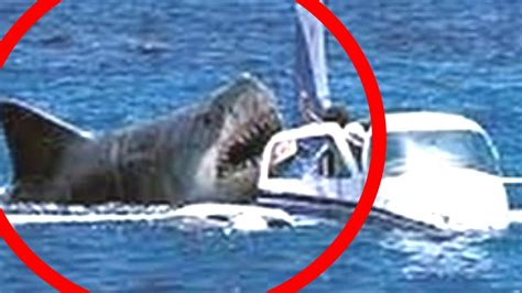 REAL MEGALODON Caught On Camera 2015 Megalodon Shark Pictures