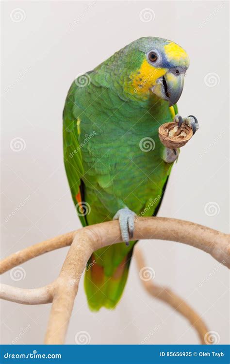 Parrot Eating Apple Royalty-Free Stock Photo | CartoonDealer.com #142555437