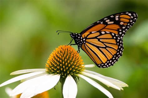 Interesting Facts About Monarch Butterflies Caterpillars