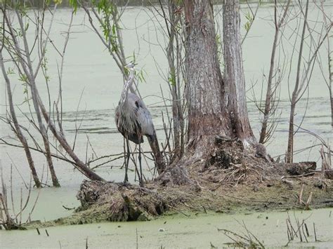 Bird Travel Photos Birding Sites Bird Information Great Blue Heron