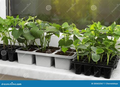 Seedlings Growing In Plastic Containers With Soil On Windowsill