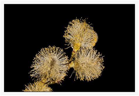 Pussy Willow On Behance