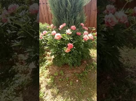 Пион Джулия Роуз (Julia Rose): купить саженцы в Минске с доставкой ...