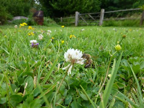 Low Flowering Lawn Seed Mix Wild Flower Lawns And Meadows