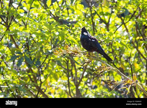 Tui Bird Hi Res Stock Photography And Images Alamy