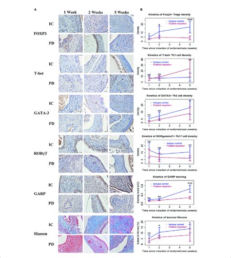 The Distribution Of T Cells GARP Staining And Masson Trichrome