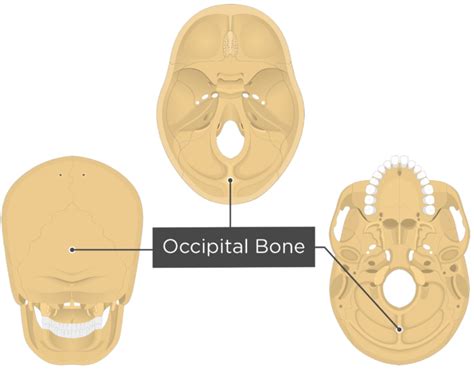 Occipital Bone Labeled Anatomy And Landmarks Getbodysmart