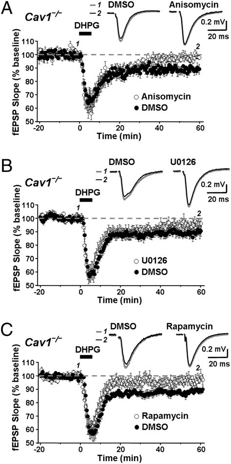 Caveolin 1 Knockout Mice Exhibit Impaired Induction Of Mglur Dependent