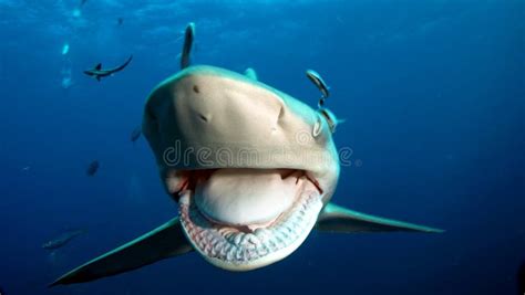 Shark s sharp teeth stock photo. Image of rocky, fish - 70817224