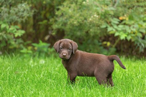 Chocolate Labrador Retriever Puppy Photograph by Linda Arndt - Pixels