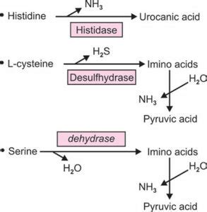 Oxidative And Non Oxidative Deamination Microbiology Notes