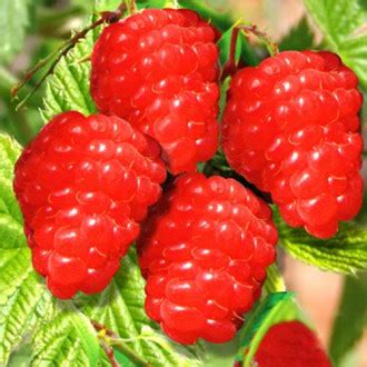 Малиновое дерево Голд (7556): купить саженцы почтой в Беларуси ...