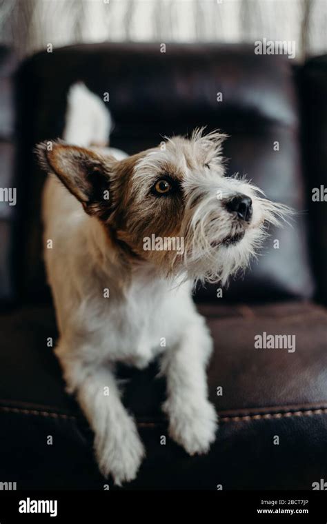 Small Long Haired Jack Russell Hi Res Stock Photography And Images Alamy