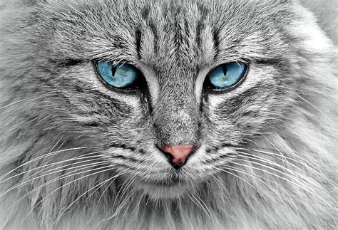 Close Up Beauty Pussy Meow Blue Eyes Grey Cat Fluffy Cat Face Gray Cat HD Wallpaper