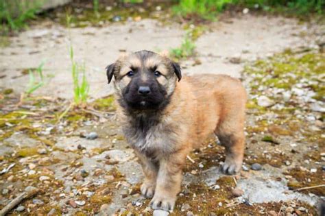 Caucasian Ovcharka: Dog Breed Info, Pictures, Facts, & Traits – Dogster
