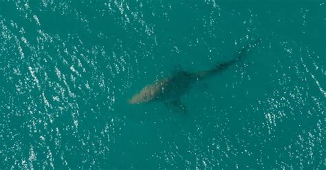 Shark Attacks of 2023: Reliving the Most Brutal Incidents