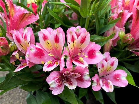 Alstroemeria Inca Flamingo Dwarf The Naked Gardener