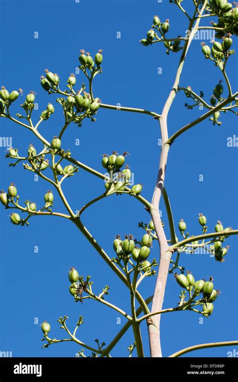 Century Plant Maguey American Agave American Aloe Amerikanische