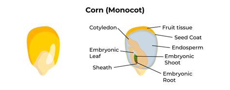 Structure Of Monocotyledonous Seed Geeksforgeeks