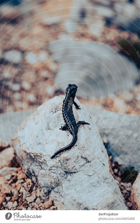 Abends Im Triglav National Park Mit Salamander Ein Lizenzfreies Stock