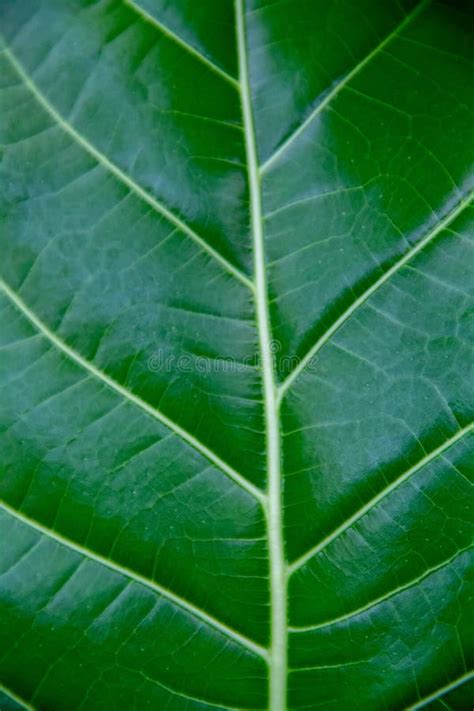 Textura Verde Da Folha Erythrina Variegata Foto De Stock Imagem De