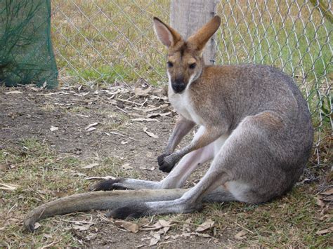 adw macropus rufogriseus pictures