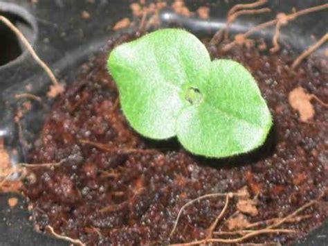 Отглеждането на абутилона от семена