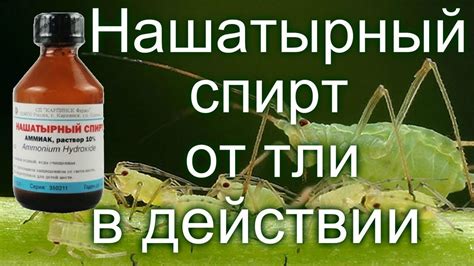 ⁉️Нашатырный спирт от тли, в действии‼️ - YouTube
