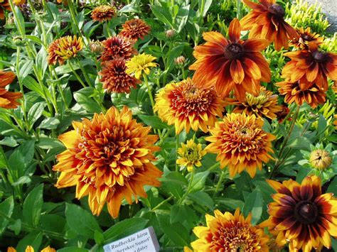 Rudbeckia Cherokee Sunset All America Selections